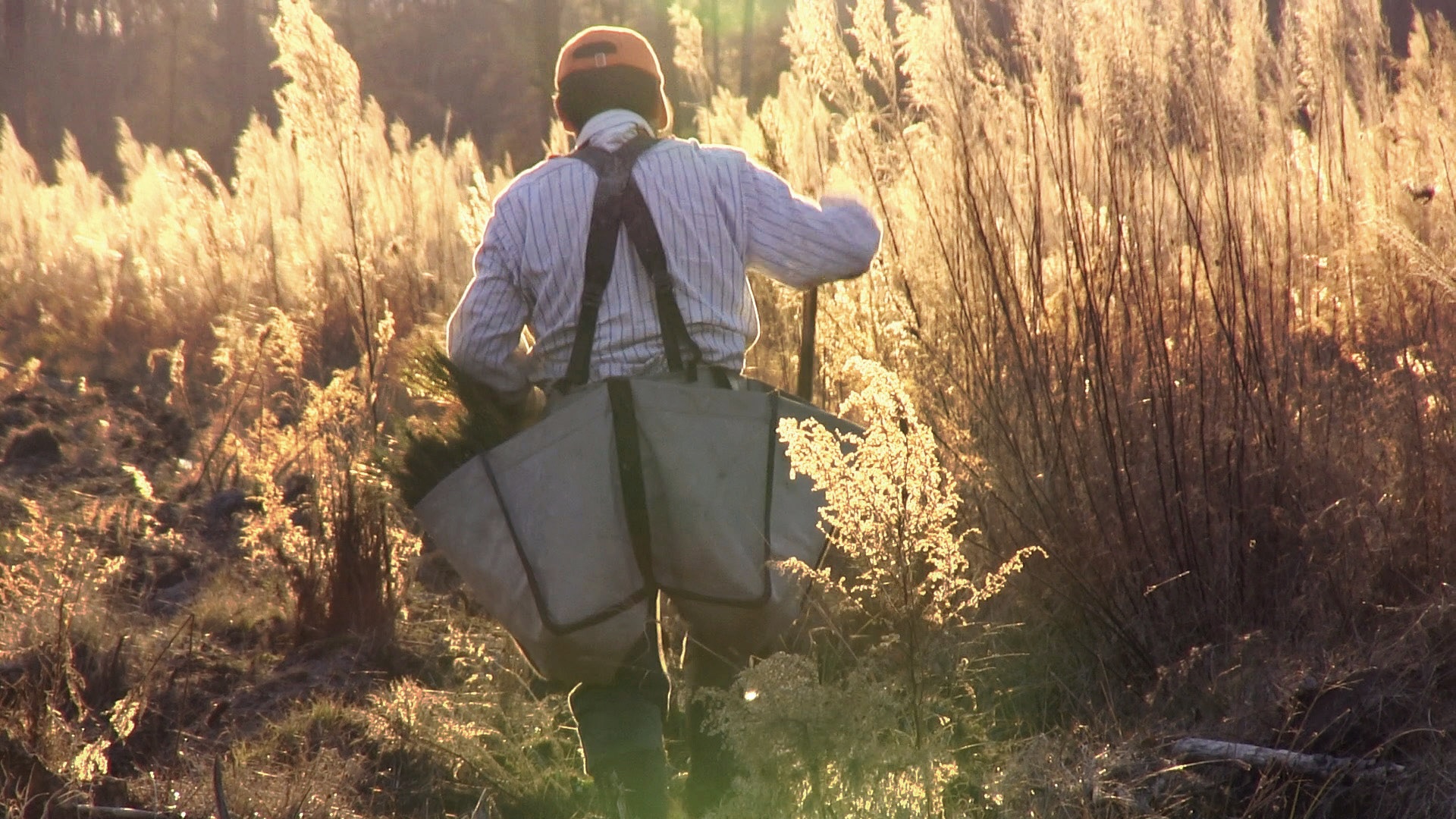 A man in a field harvesting wheat