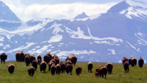 A herd of Buffalo traveling on grass with mountains int he background