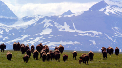 A herd of Buffalo traveling on grass with mountains int he background