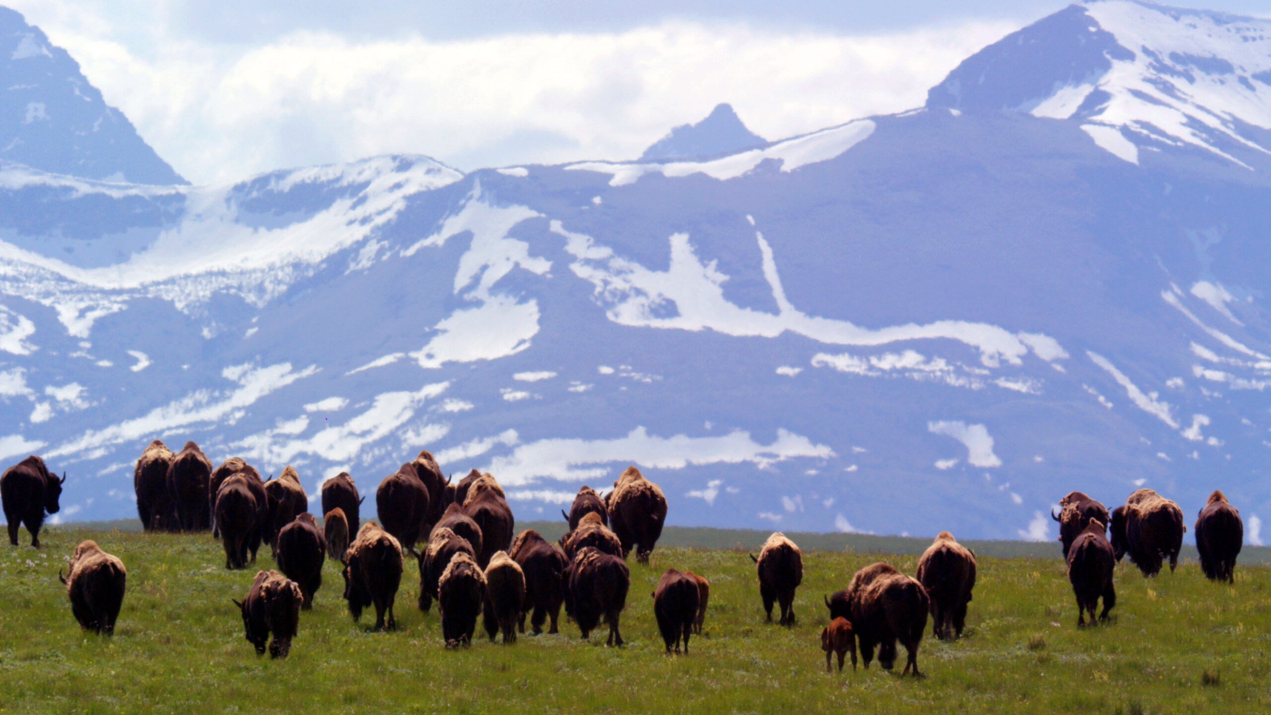 A herd of Buffalo traveling on grass with mountains int he background