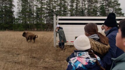 Community members watch bison released to Indigenous communities which will maintain their herds to supply a healthy food source and cultural touchstone for their tribal citizens.