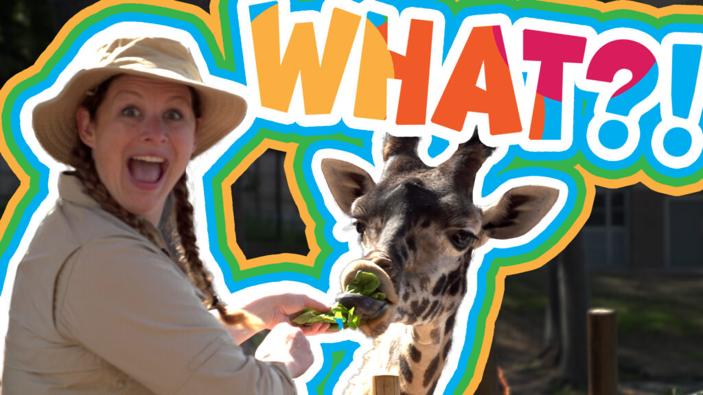 What? Host Jen Indovina learns about giraffes and their zookeepers. She is pictured with a giraffe