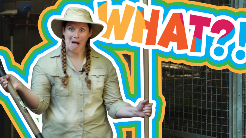 What? Host Jen Indovina stands outside a zoo cage holding a shovel ready to learn about zookeeping with lynx
