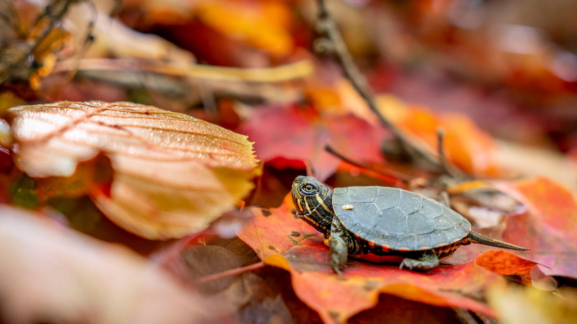 A painted turtle walking across some moss at Algonquin Provincial Park in Canada