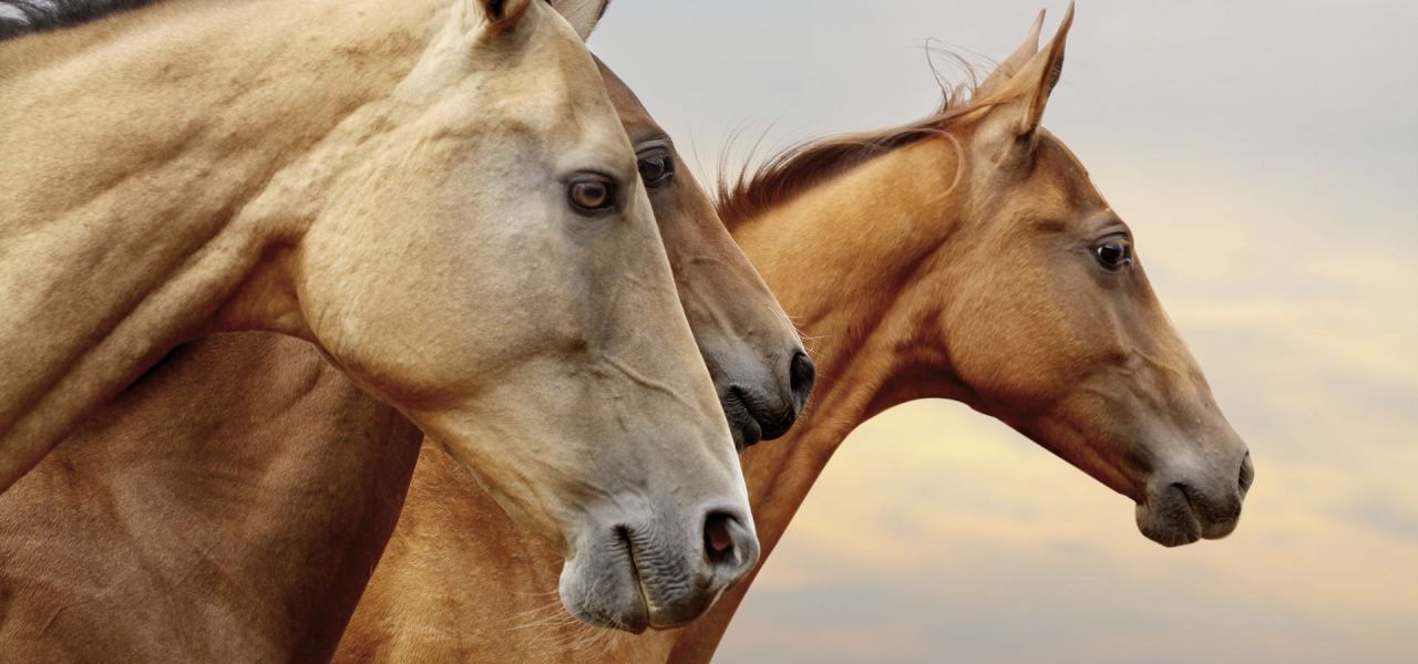Three light brown horses standing together.