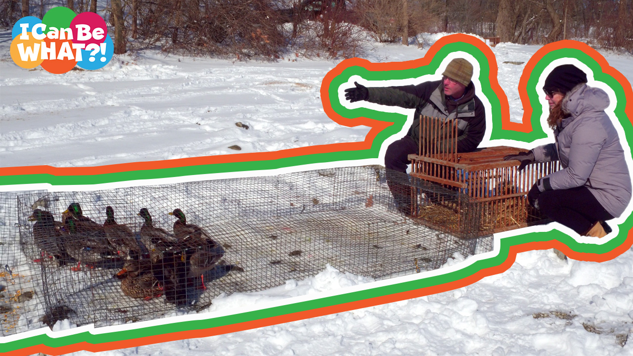 Wildlife technician banding ducks