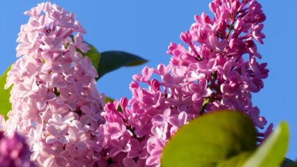 A picture of a close up a a lilac bush