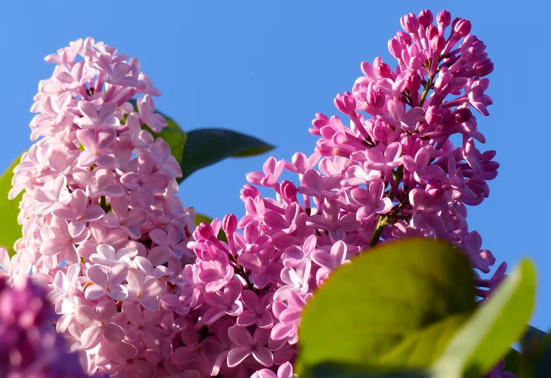 A picture of a close up a a lilac bush