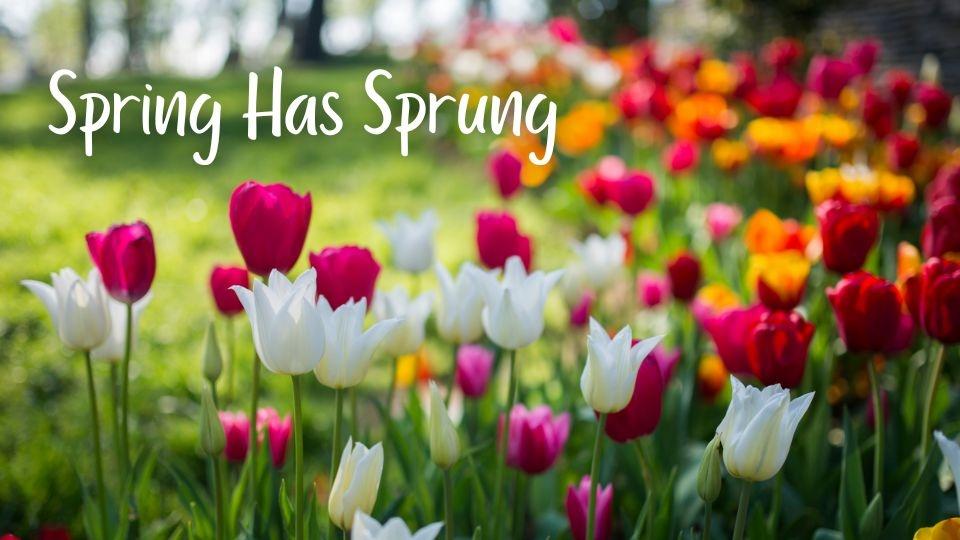 Red, orange, and white tulips in a garden.