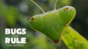 up close shot of a praying mantis with type that reads: Bugs Rule