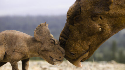 A pachyrhinosaurus mother and her baby