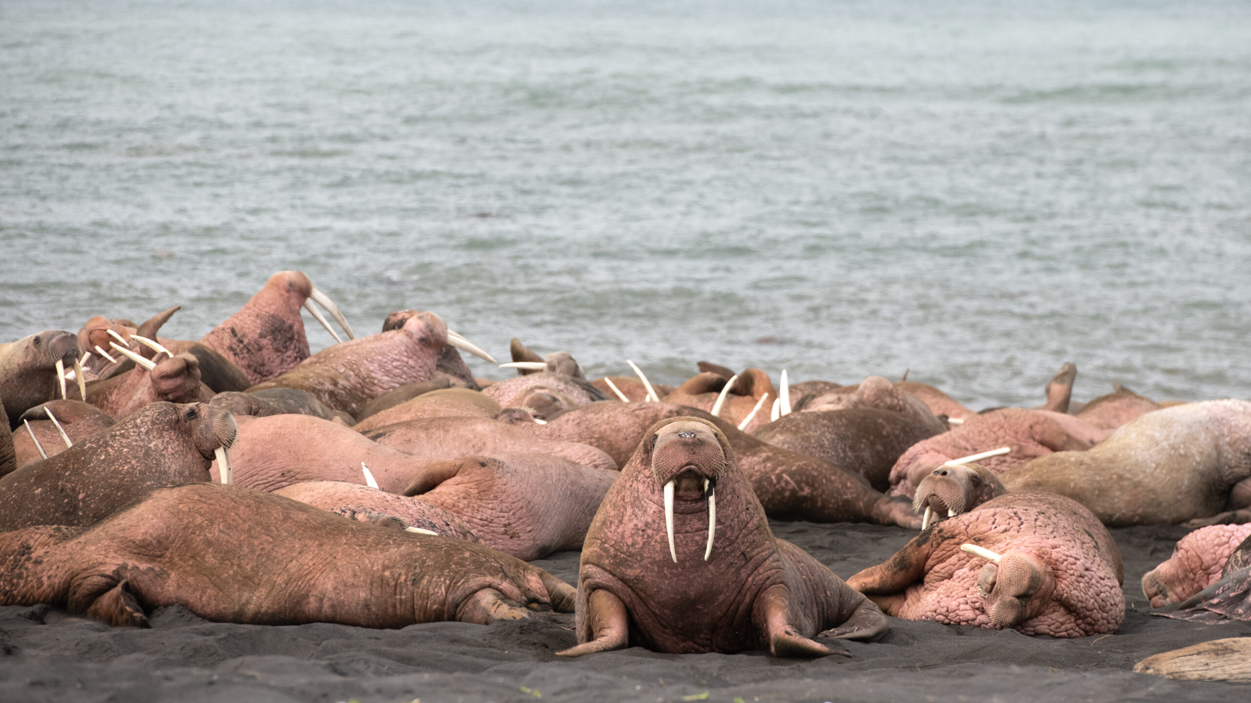 A group of walrus on a beach.