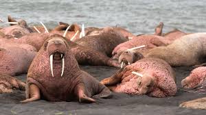 A group of walrus on a beach.