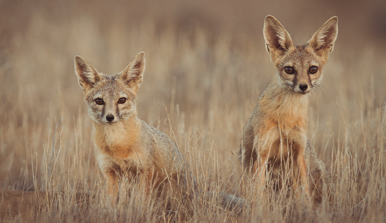 A Kit Fox pair scan for danger in the American Southwest.