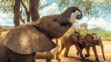 A close up shot of an elephant putting a white piece of food in his moth. There are two elephant in the background playing.