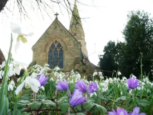 a brick church with purple and white crocuses in the forefront of the shot
