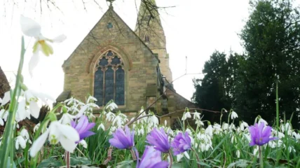 a brick church with purple and white crocuses in the forefront of the shot
